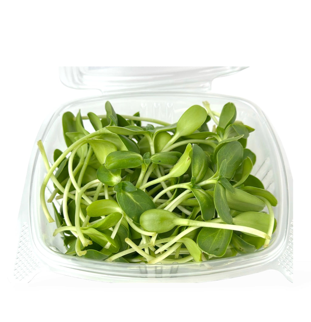 Sunflower Microgreens