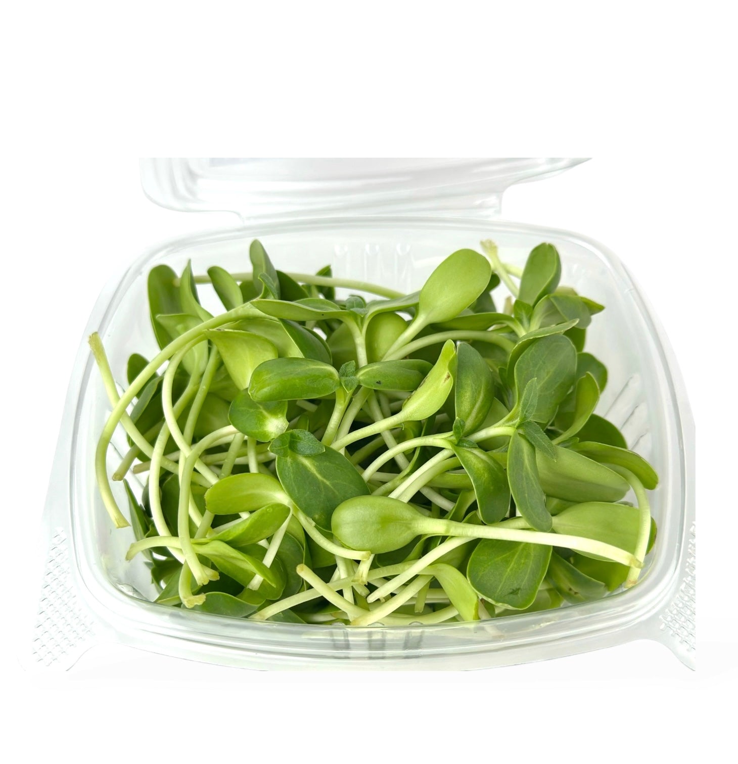 Sunflower Microgreens