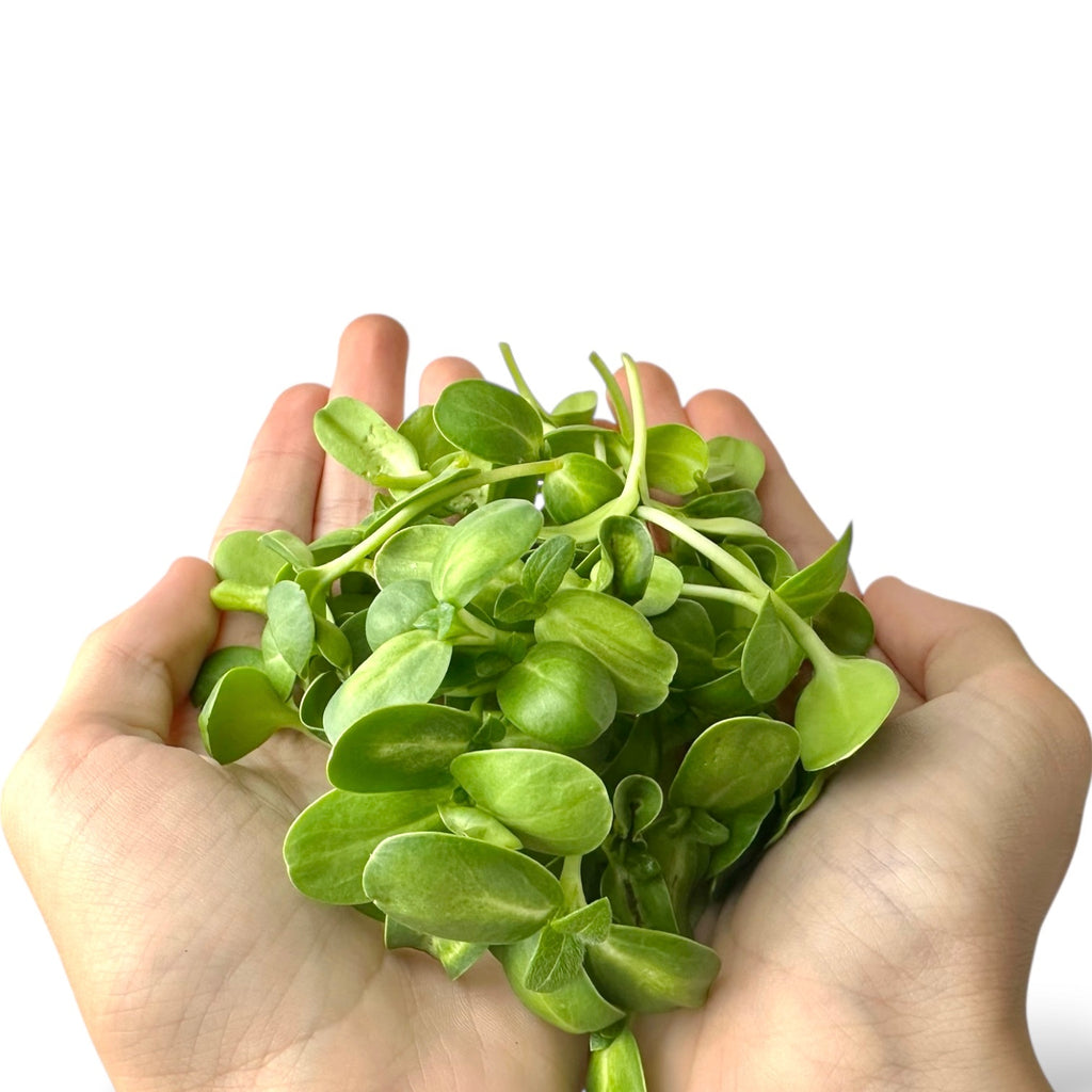 Sunflower Microgreens