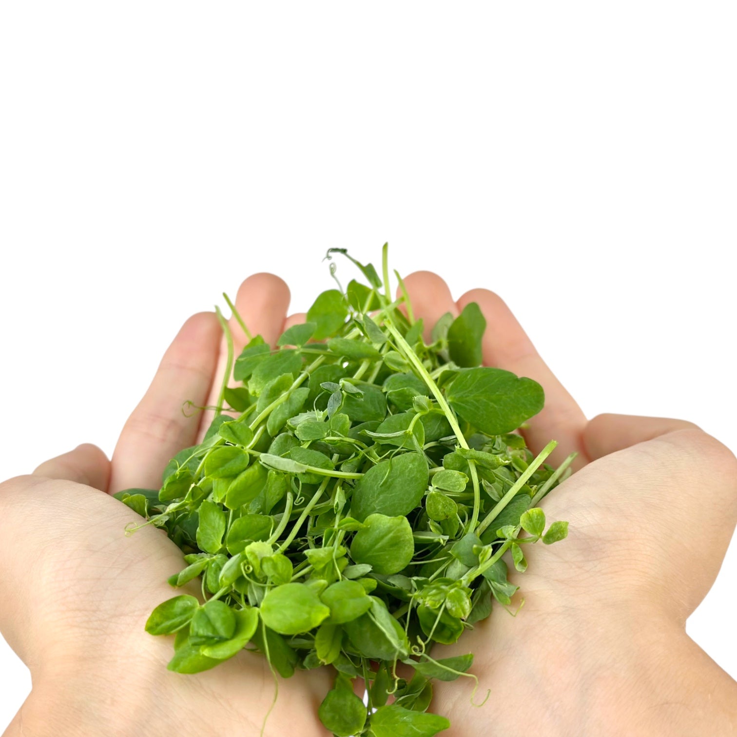 Pea Microgreens