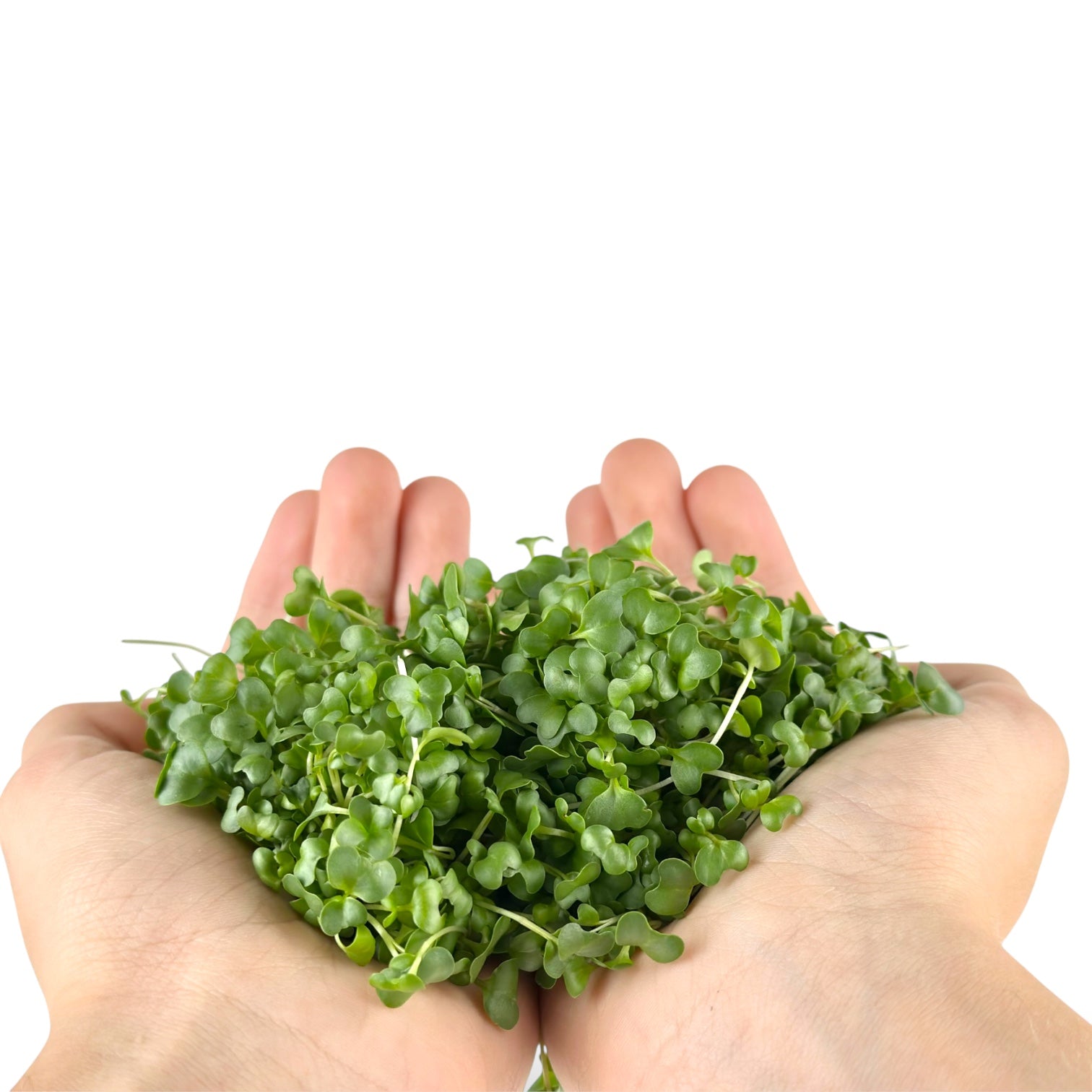 Broccoli Microgreens