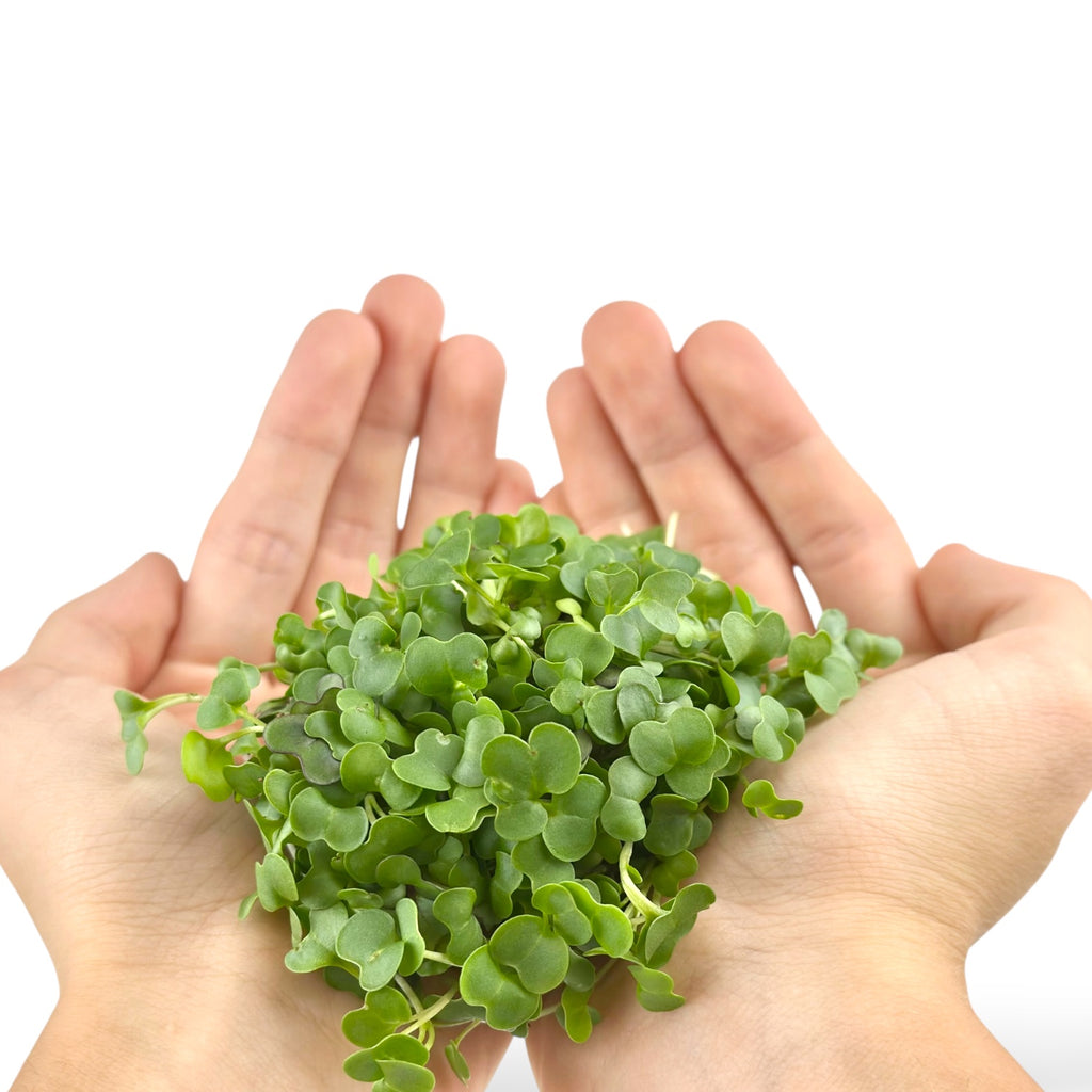 Spicy Microgreens
