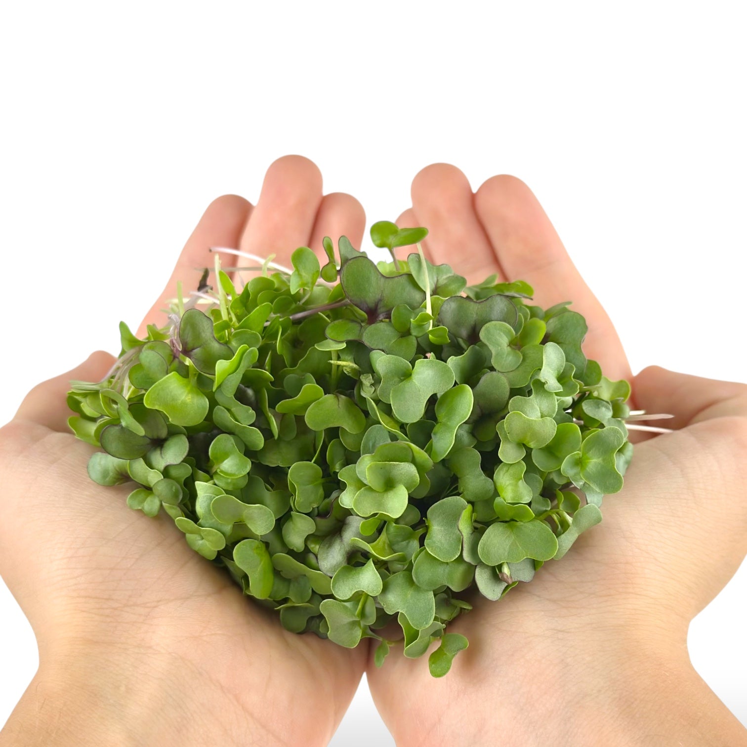 Basic Microgreens
