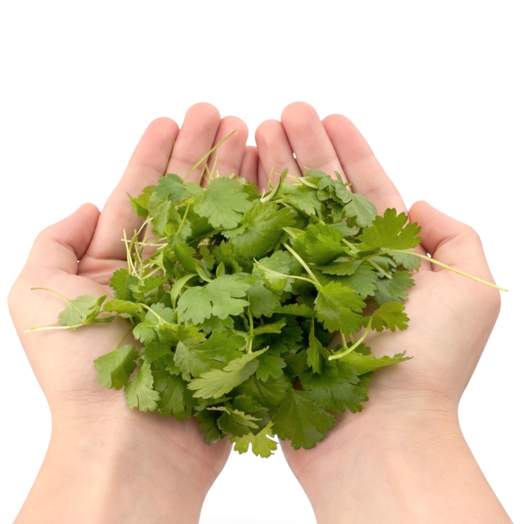 Cilantro